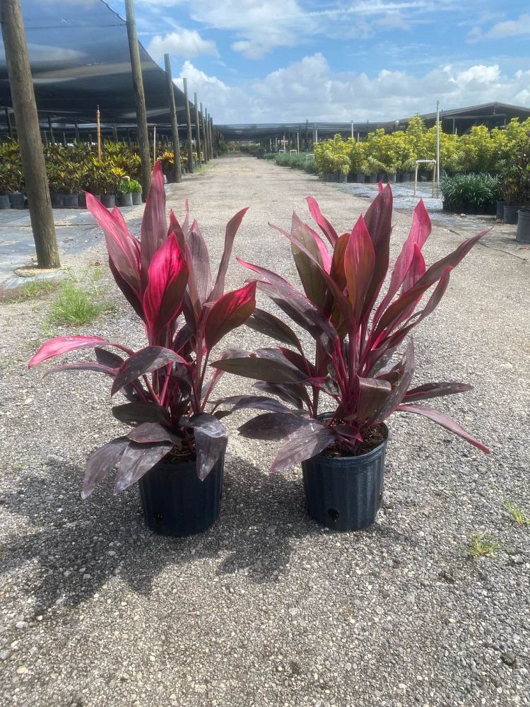 cordyline-fruticosa-red-sister-ti-plant-cordyline-terminalis-dracaena-terminalis