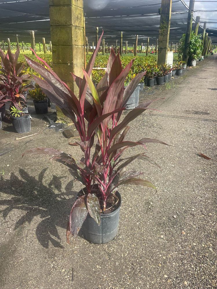 cordyline-fruticosa-red-sister-ti-plant-cordyline-terminalis-dracaena-terminalis