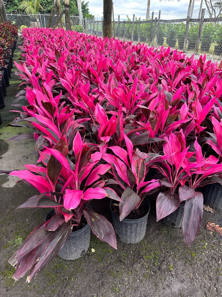 cordyline-fruticosa-red-sister-ti-plant-cordyline-terminalis-dracaena-terminalis