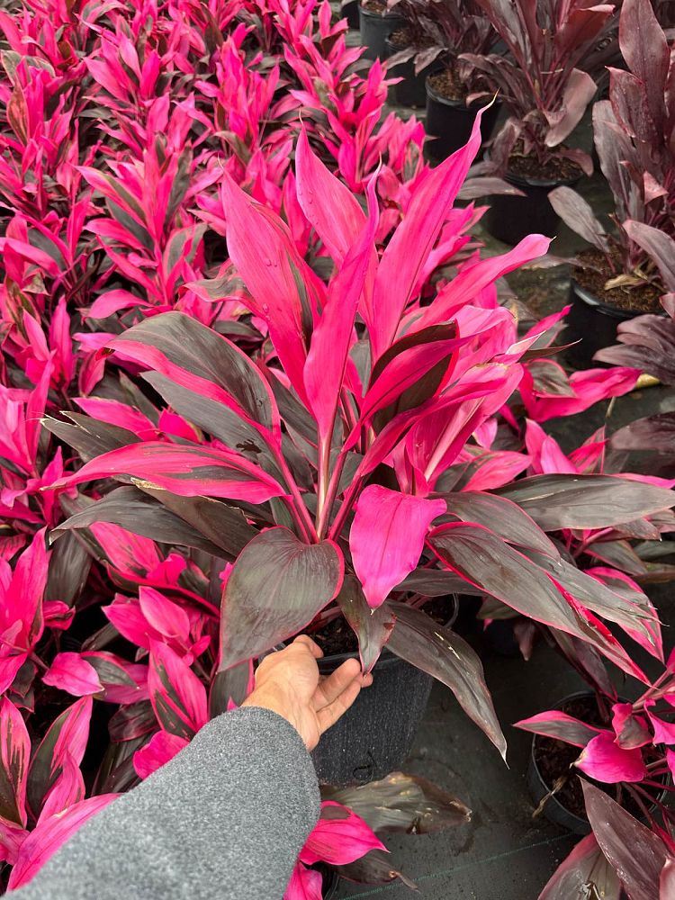 cordyline-fruticosa-red-sister-ti-plant-cordyline-terminalis-dracaena-terminalis