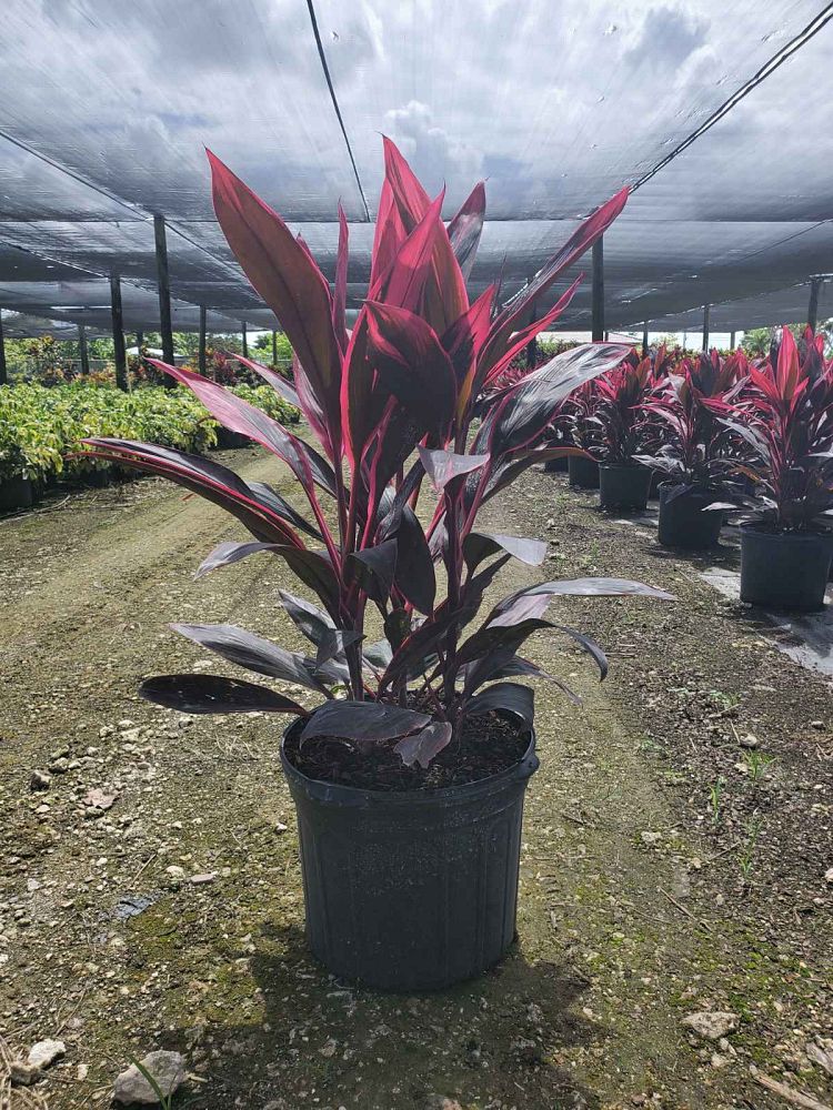 cordyline-fruticosa-red-sister-ti-plant-cordyline-terminalis-dracaena-terminalis