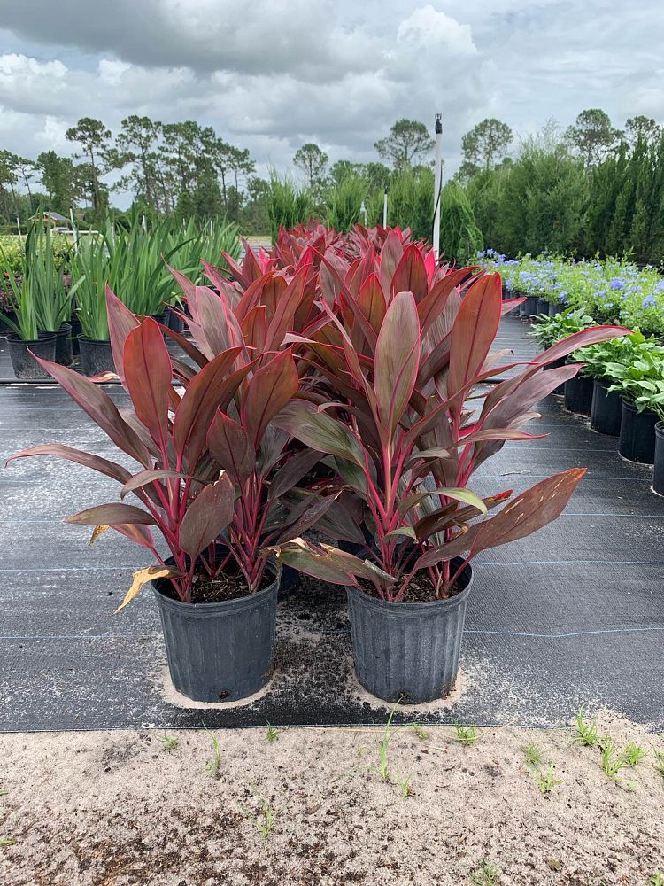 cordyline-fruticosa-red-sister-ti-plant-cordyline-terminalis-dracaena-terminalis