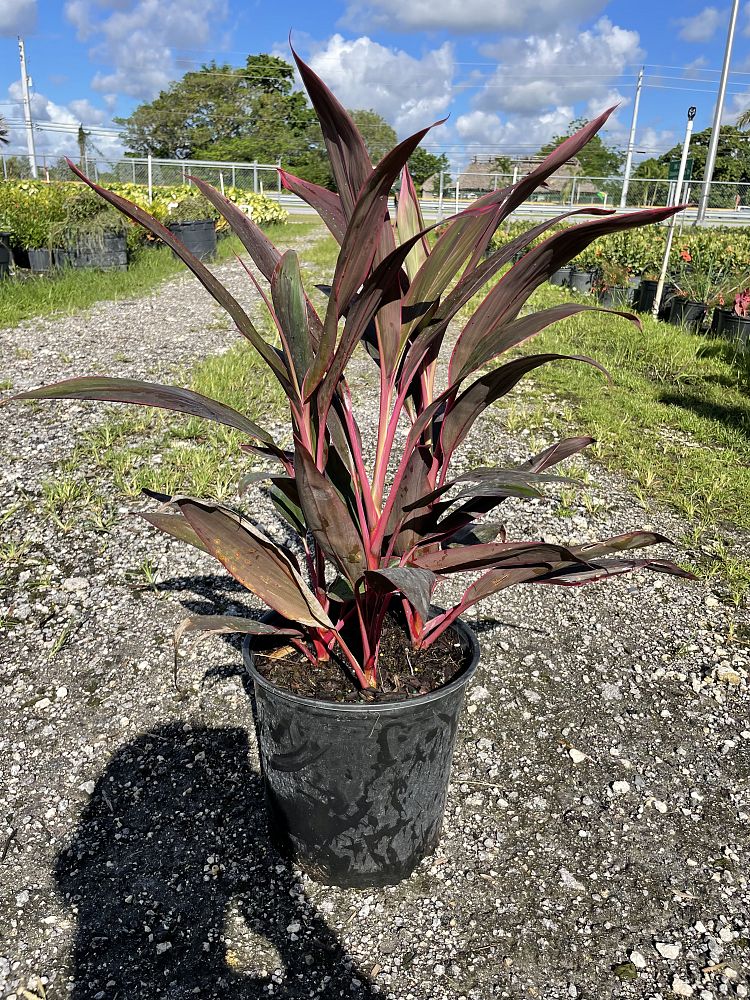 cordyline-fruticosa-red-sister-ti-plant-cordyline-terminalis-dracaena-terminalis