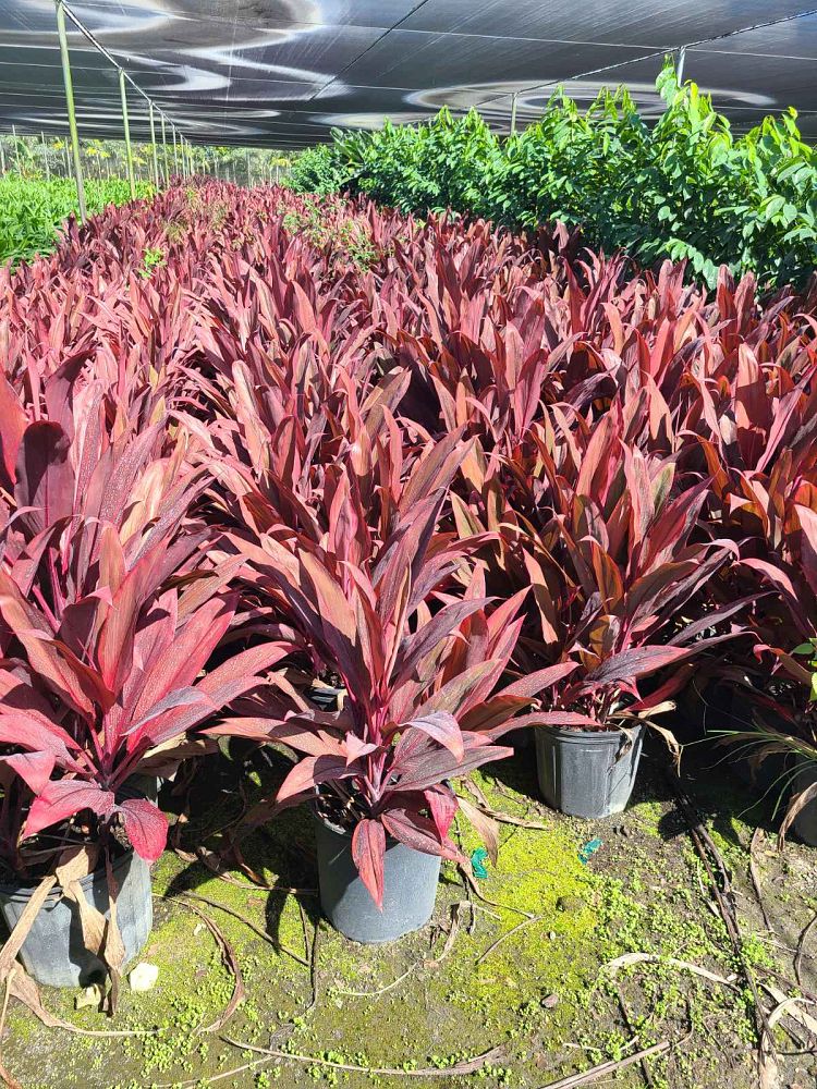 cordyline-fruticosa-red-sister-ti-plant-cordyline-terminalis-dracaena-terminalis