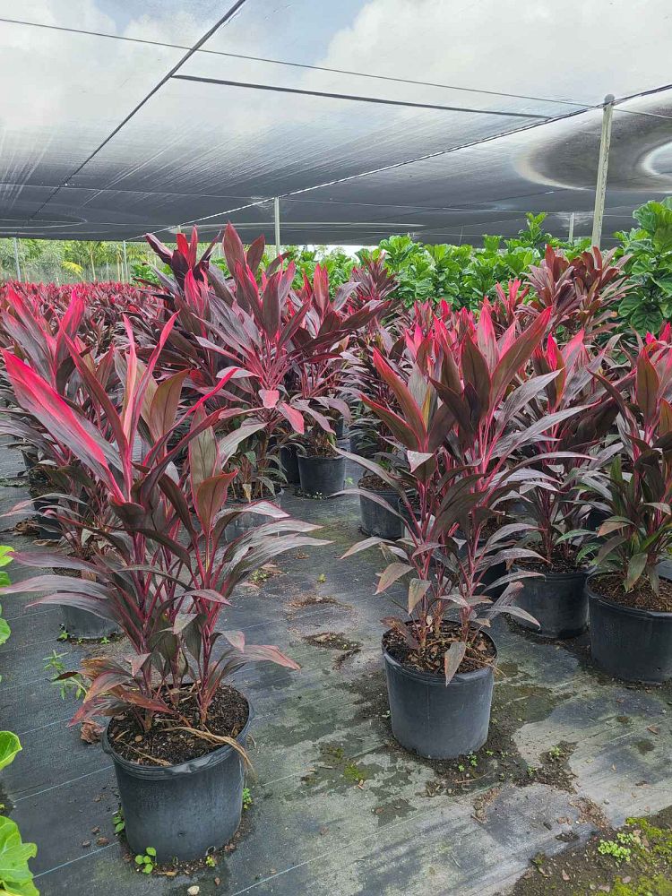 cordyline-fruticosa-red-sister-ti-plant-cordyline-terminalis-dracaena-terminalis
