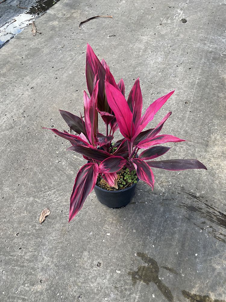 cordyline-fruticosa-red-sister-ti-plant-cordyline-terminalis-dracaena-terminalis