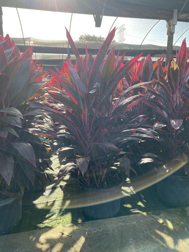 cordyline-fruticosa-red-sister-ti-plant-cordyline-terminalis-dracaena-terminalis