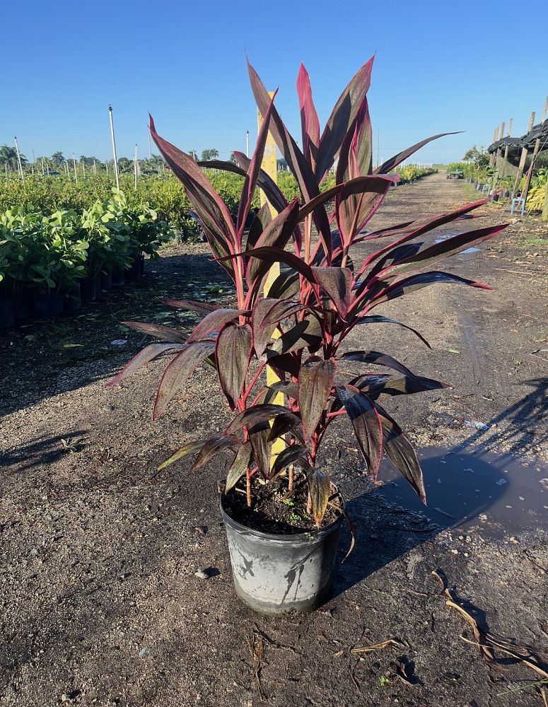 cordyline-fruticosa-red-sister-ti-plant-cordyline-terminalis-dracaena-terminalis