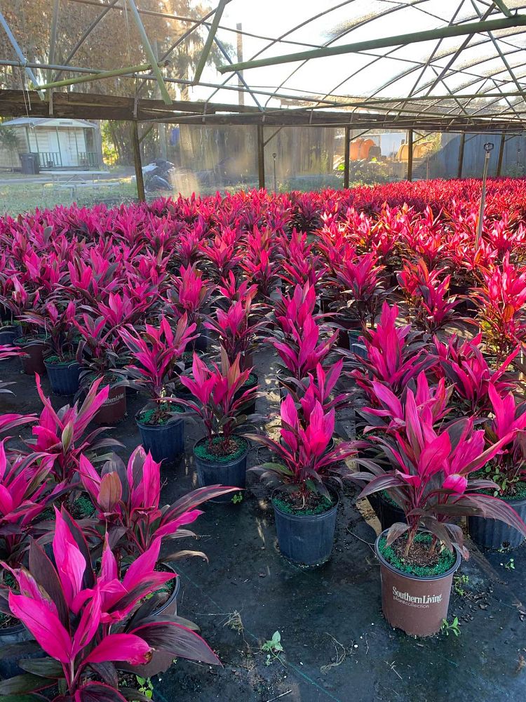 cordyline-fruticosa-red-sister-ti-plant-cordyline-terminalis-dracaena-terminalis