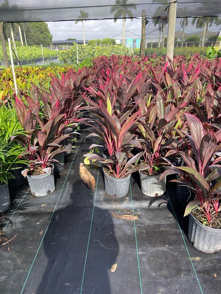 cordyline-fruticosa-red-sister-ti-plant-cordyline-terminalis-dracaena-terminalis