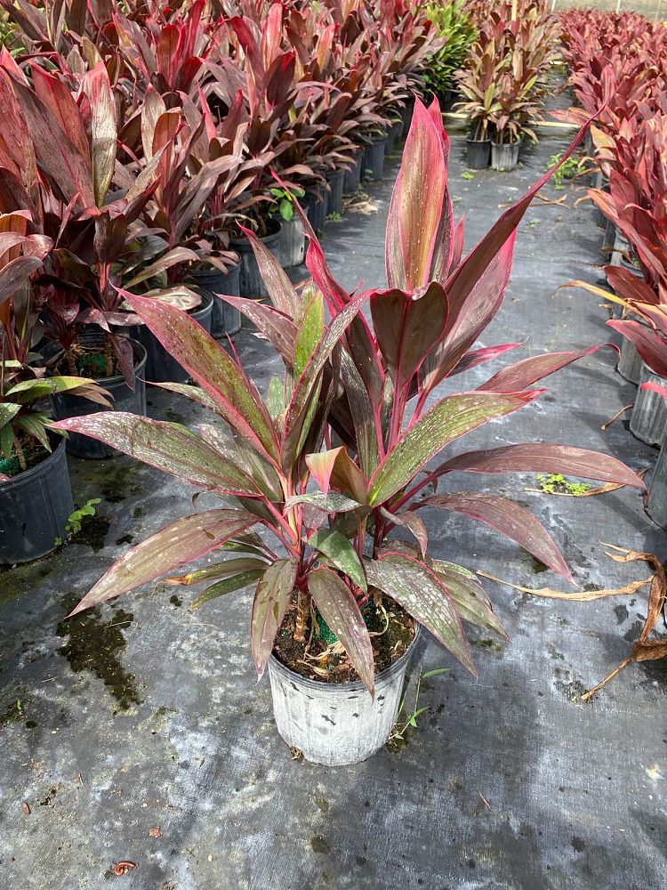 cordyline-fruticosa-red-sister-ti-plant-cordyline-terminalis-dracaena-terminalis