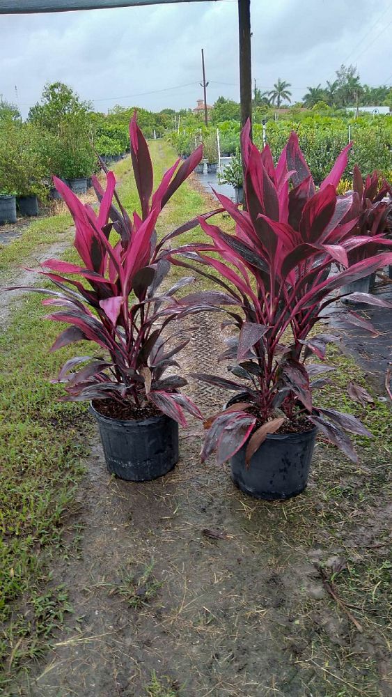 cordyline-fruticosa-red-sister-ti-plant-cordyline-terminalis-dracaena-terminalis