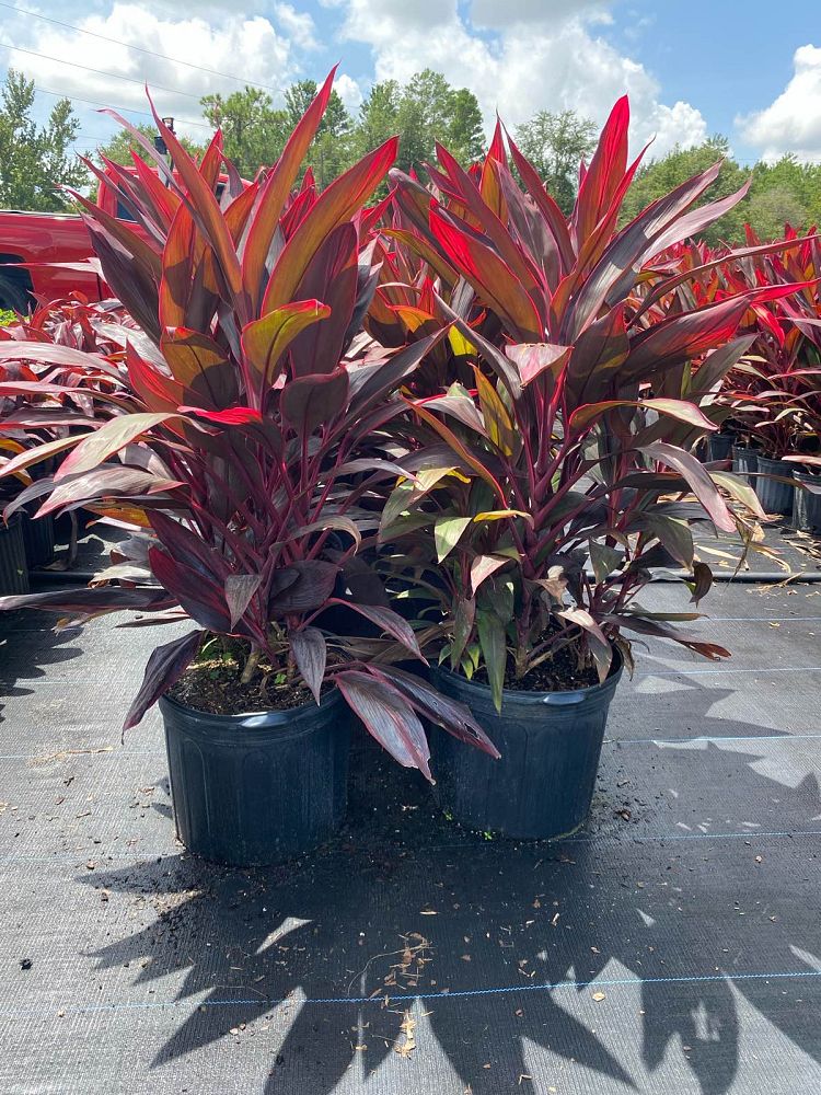 cordyline-fruticosa-red-sister-ti-plant-cordyline-terminalis-dracaena-terminalis