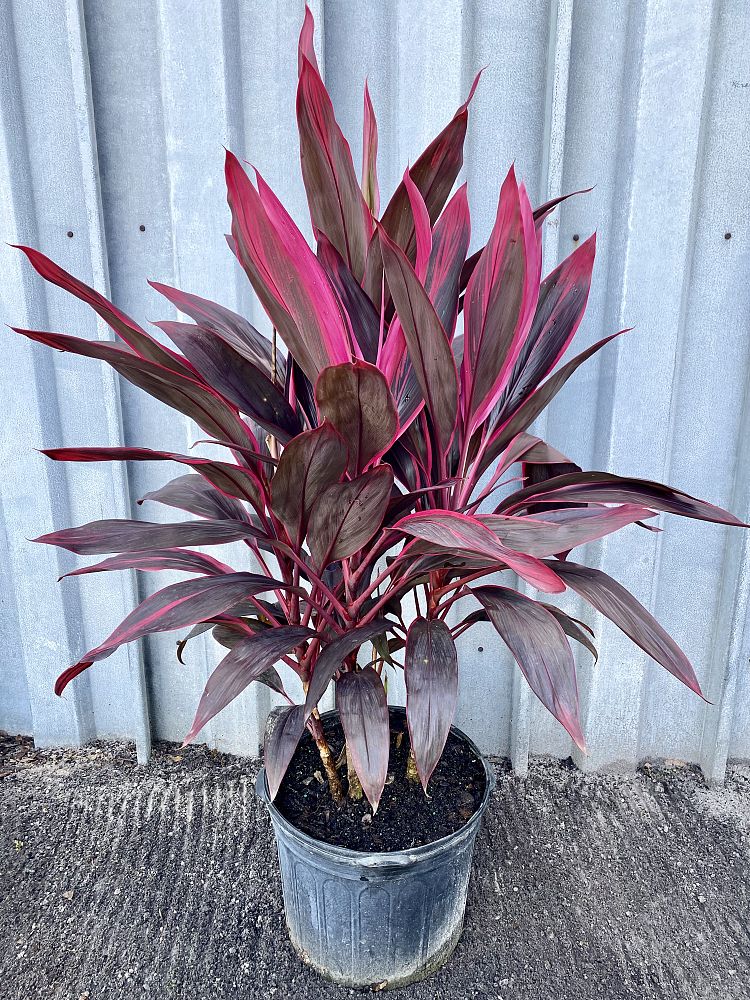 cordyline-fruticosa-red-sister-ti-plant-cordyline-terminalis-dracaena-terminalis