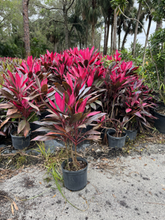 cordyline-fruticosa-red-sister-ti-plant-cordyline-terminalis-dracaena-terminalis