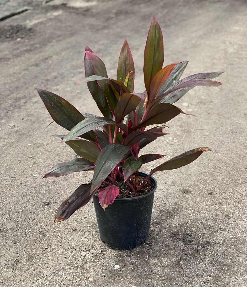 cordyline-fruticosa-red-sister-ti-plant-cordyline-terminalis-dracaena-terminalis