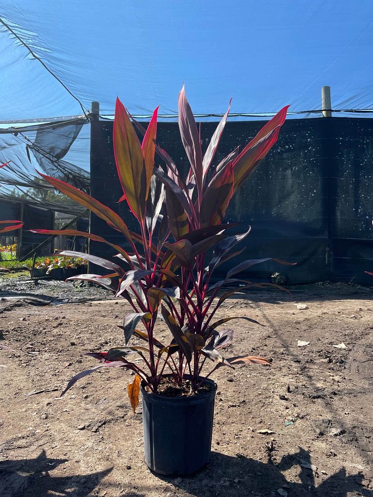 cordyline-fruticosa-red-sister-ti-plant-cordyline-terminalis-dracaena-terminalis