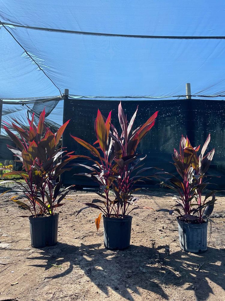 cordyline-fruticosa-red-sister-ti-plant-cordyline-terminalis-dracaena-terminalis