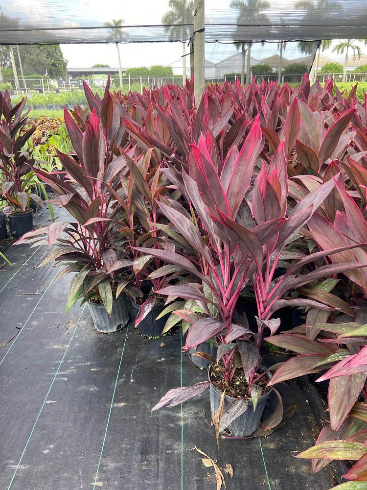 cordyline-fruticosa-red-sister-ti-plant-cordyline-terminalis-dracaena-terminalis