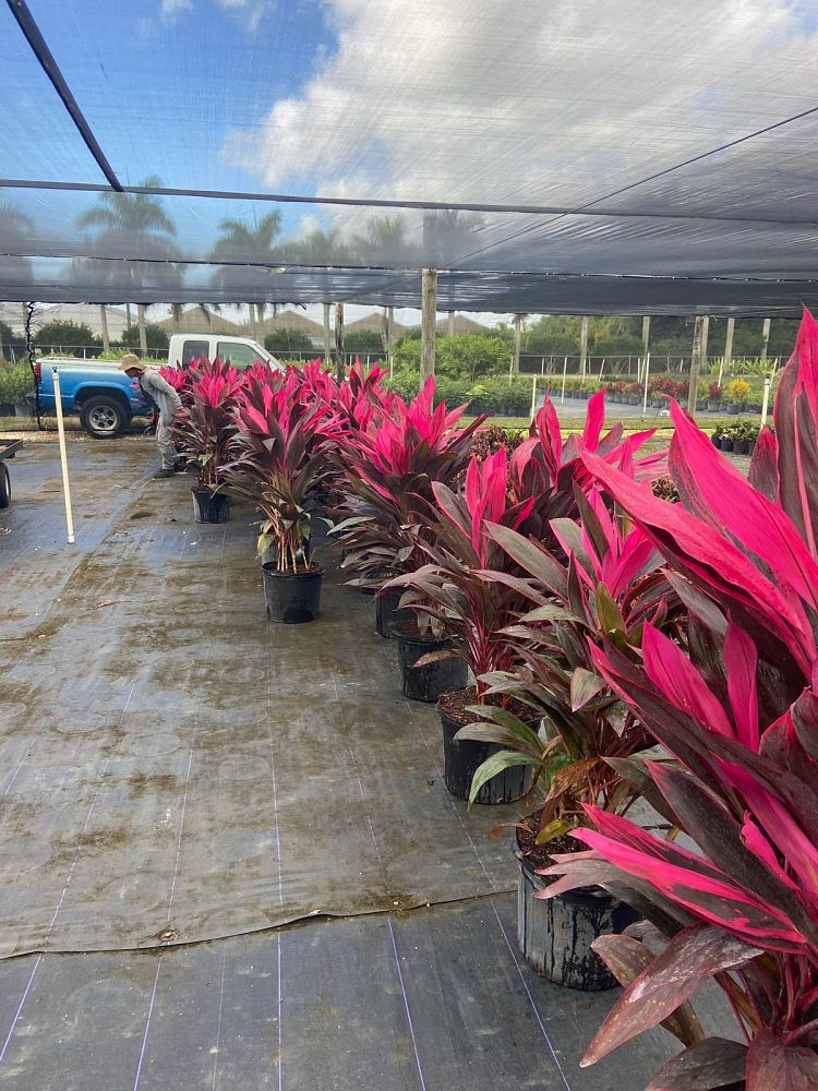 cordyline-fruticosa-red-sister-ti-plant-cordyline-terminalis-dracaena-terminalis
