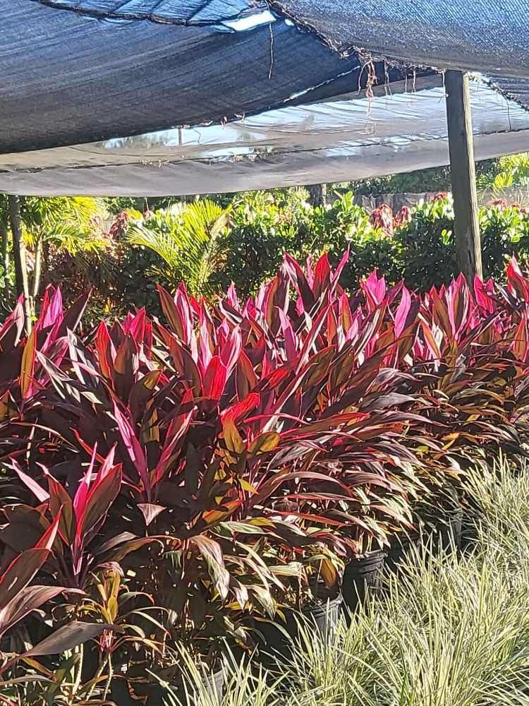 cordyline-fruticosa-red-sister-ti-plant-cordyline-terminalis-dracaena-terminalis