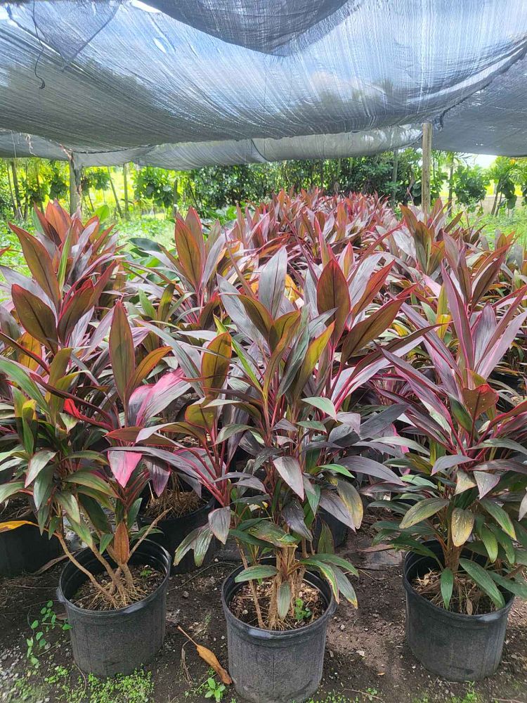 cordyline-fruticosa-red-sister-ti-plant-cordyline-terminalis-dracaena-terminalis
