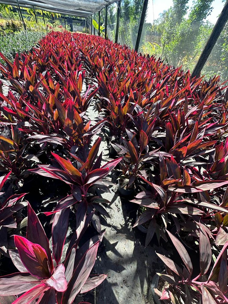 cordyline-fruticosa-red-sister-ti-plant-cordyline-terminalis-dracaena-terminalis