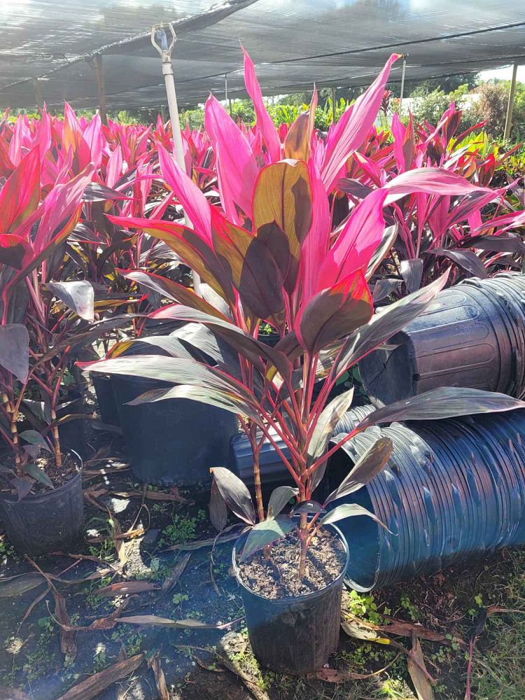 cordyline-fruticosa-red-sister-ti-plant-cordyline-terminalis-dracaena-terminalis