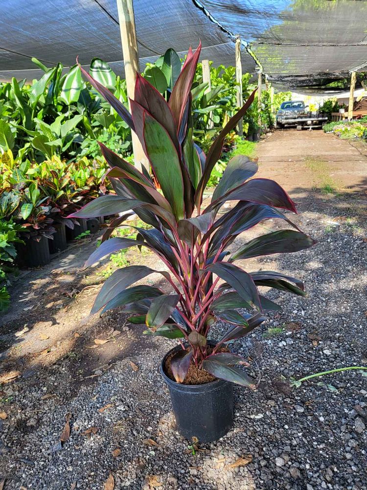 cordyline-fruticosa-red-sister-ti-plant-cordyline-terminalis-dracaena-terminalis