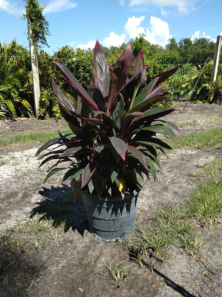 cordyline-fruticosa-red-sister-ti-plant-cordyline-terminalis-dracaena-terminalis