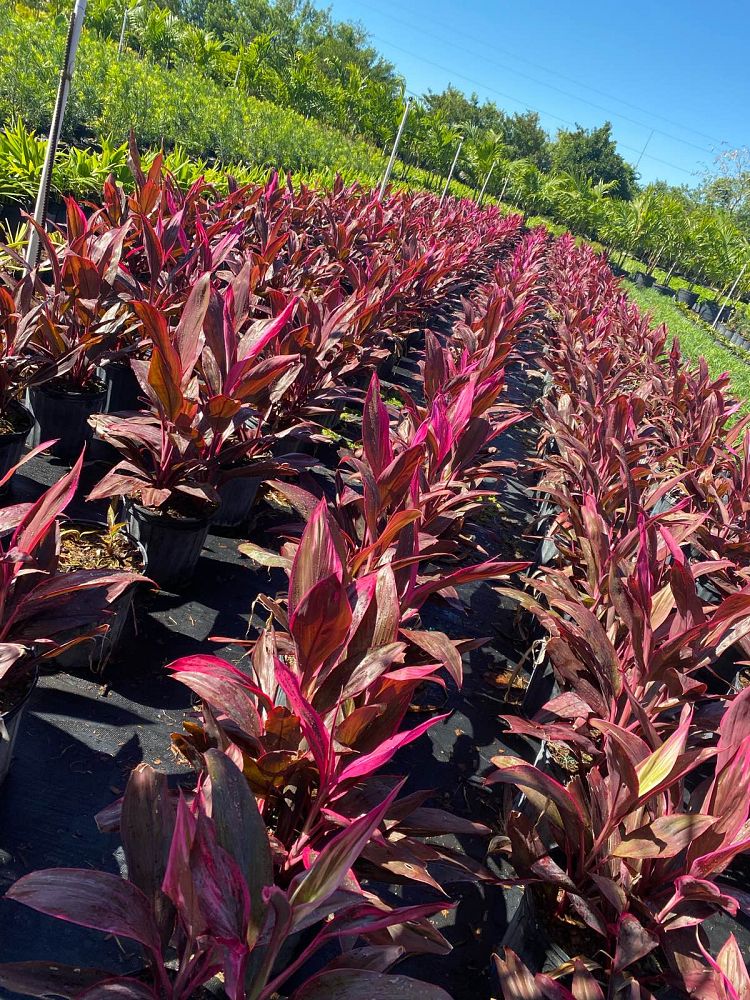 cordyline-fruticosa-red-sister-ti-plant-cordyline-terminalis-dracaena-terminalis