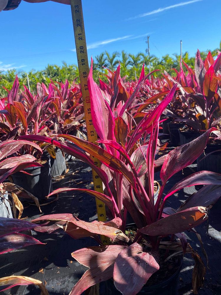 cordyline-fruticosa-red-sister-ti-plant-cordyline-terminalis-dracaena-terminalis