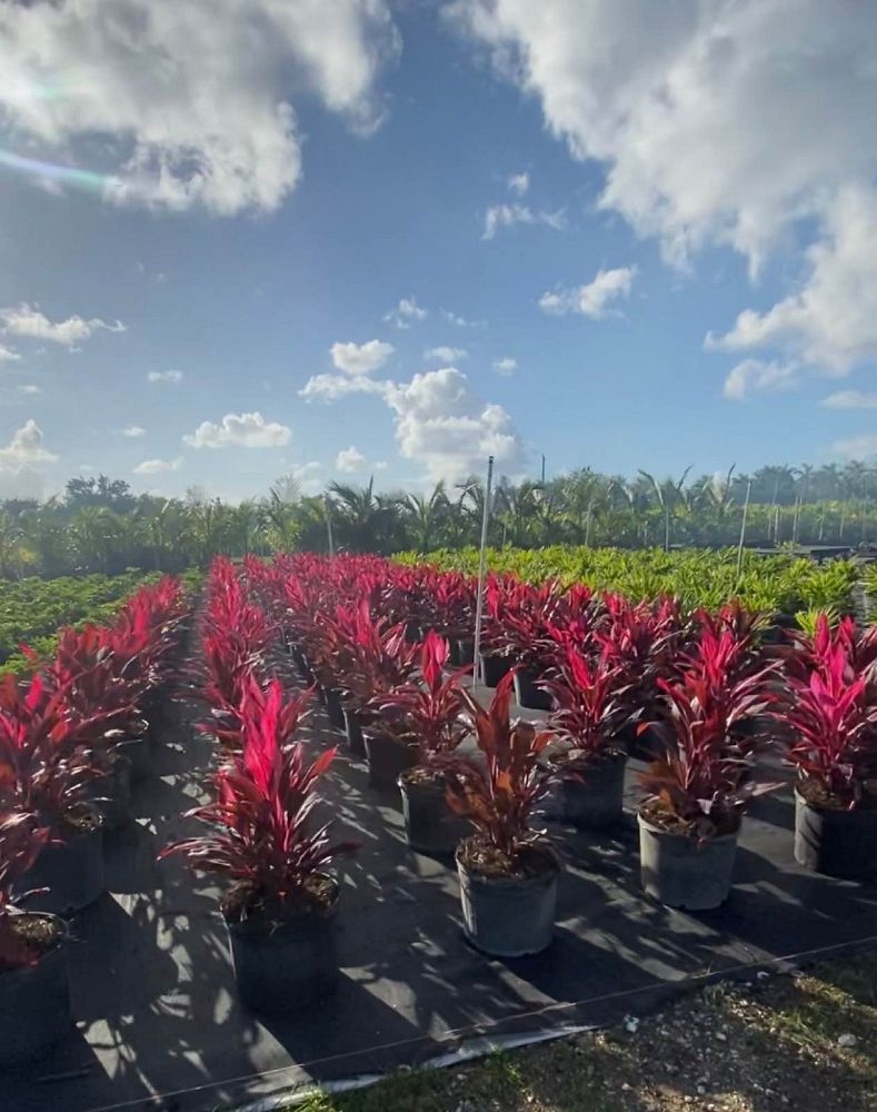 cordyline-fruticosa-red-sister-ti-plant-cordyline-terminalis-dracaena-terminalis