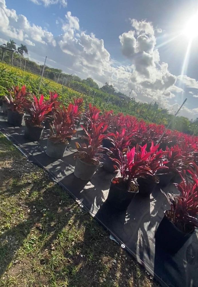 cordyline-fruticosa-red-sister-ti-plant-cordyline-terminalis-dracaena-terminalis
