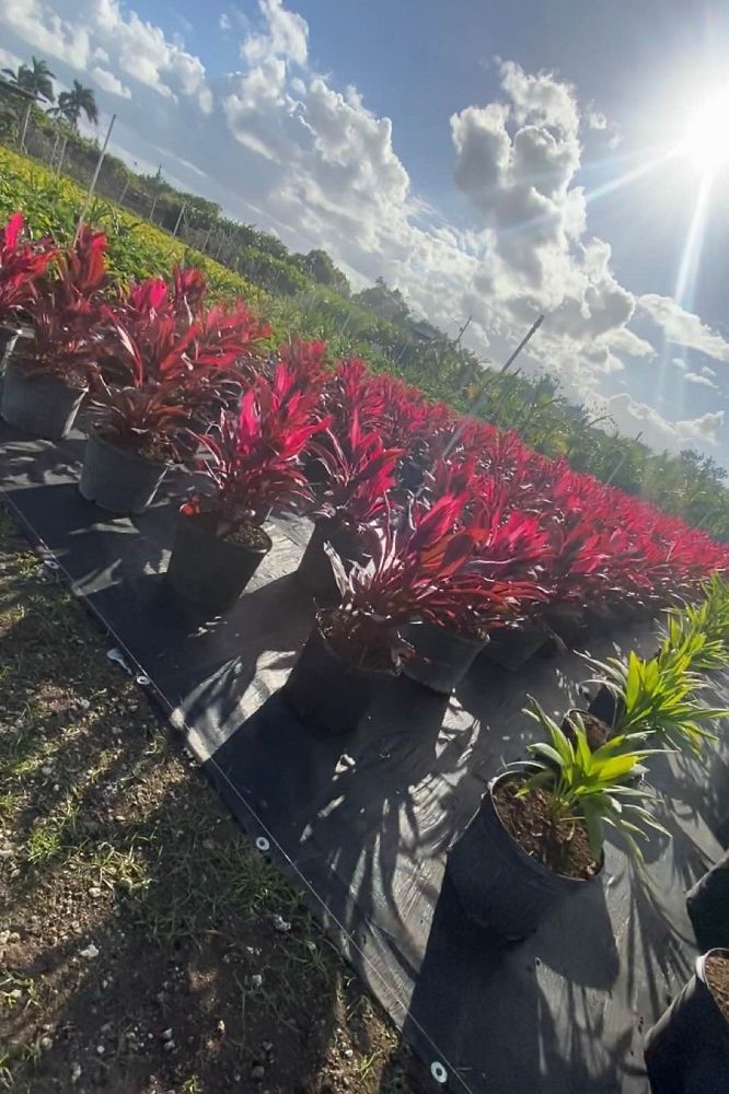 cordyline-fruticosa-red-sister-ti-plant-cordyline-terminalis-dracaena-terminalis