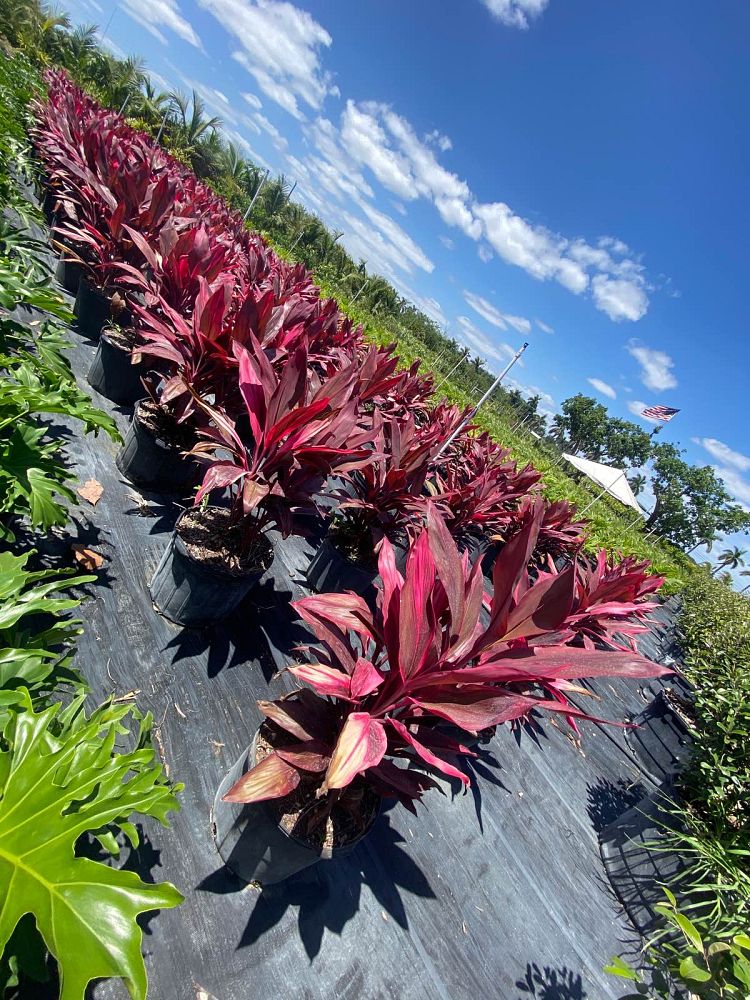 cordyline-fruticosa-red-sister-ti-plant-cordyline-terminalis-dracaena-terminalis