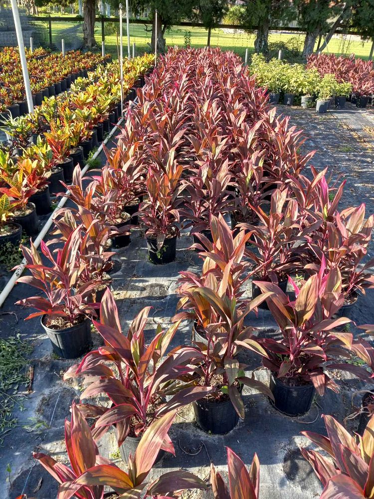 cordyline-fruticosa-red-sister-ti-plant-cordyline-terminalis-dracaena-terminalis