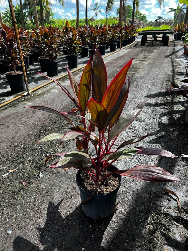 cordyline-fruticosa-red-sister-ti-plant-cordyline-terminalis-dracaena-terminalis