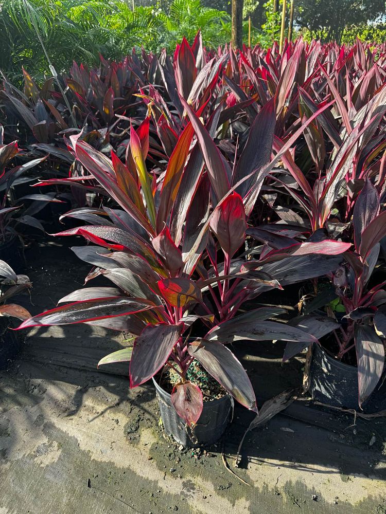 cordyline-fruticosa-red-sister-ti-plant-cordyline-terminalis-dracaena-terminalis