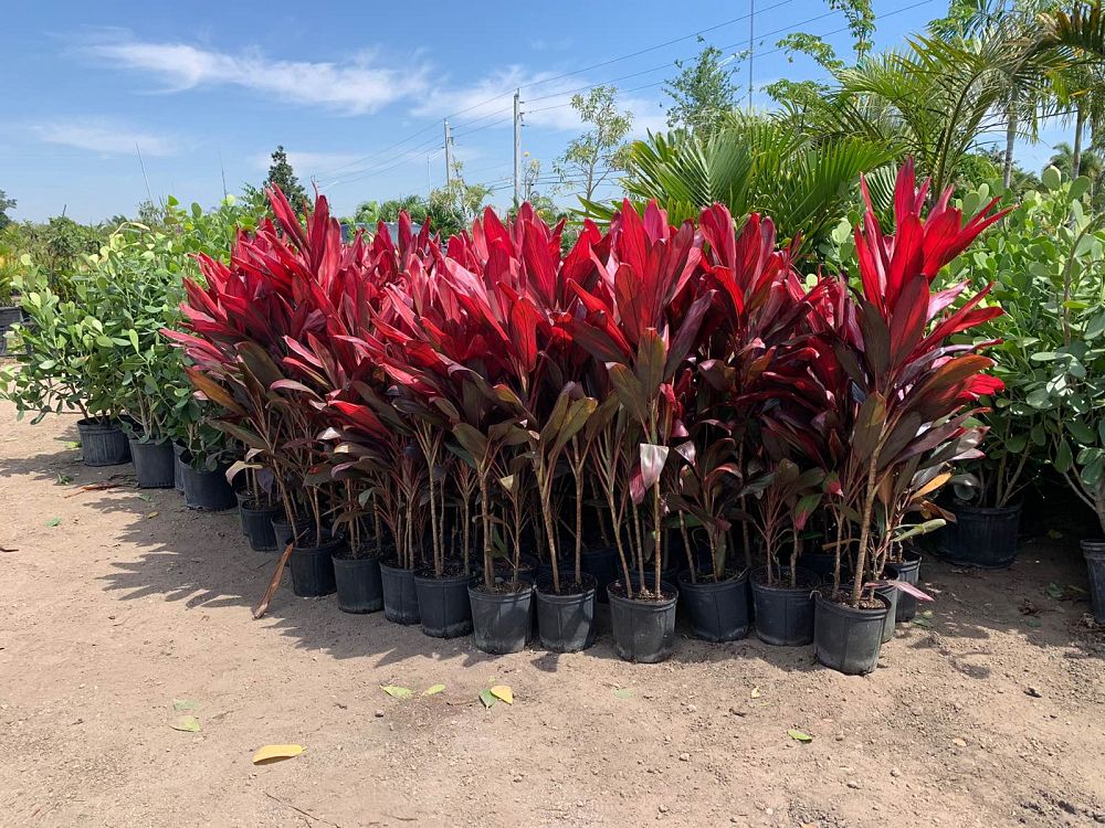 cordyline-fruticosa-red-sister-ti-plant-cordyline-terminalis-dracaena-terminalis