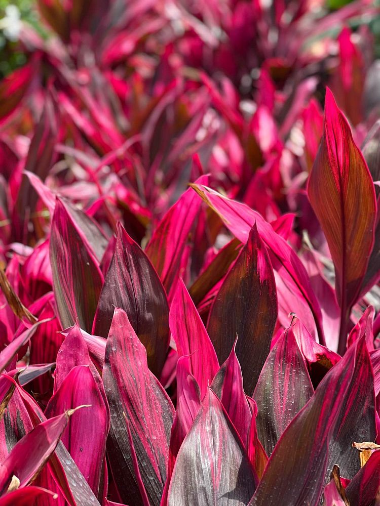 cordyline-fruticosa-red-sister-ti-plant-cordyline-terminalis-dracaena-terminalis