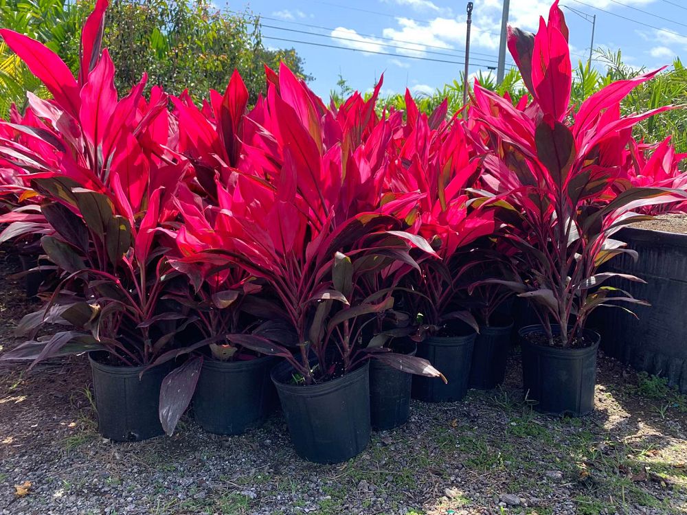 cordyline-fruticosa-red-sister-ti-plant-cordyline-terminalis-dracaena-terminalis