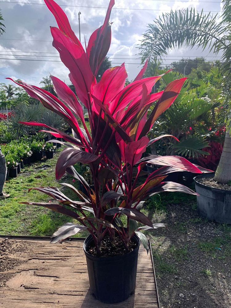 cordyline-fruticosa-red-sister-ti-plant-cordyline-terminalis-dracaena-terminalis