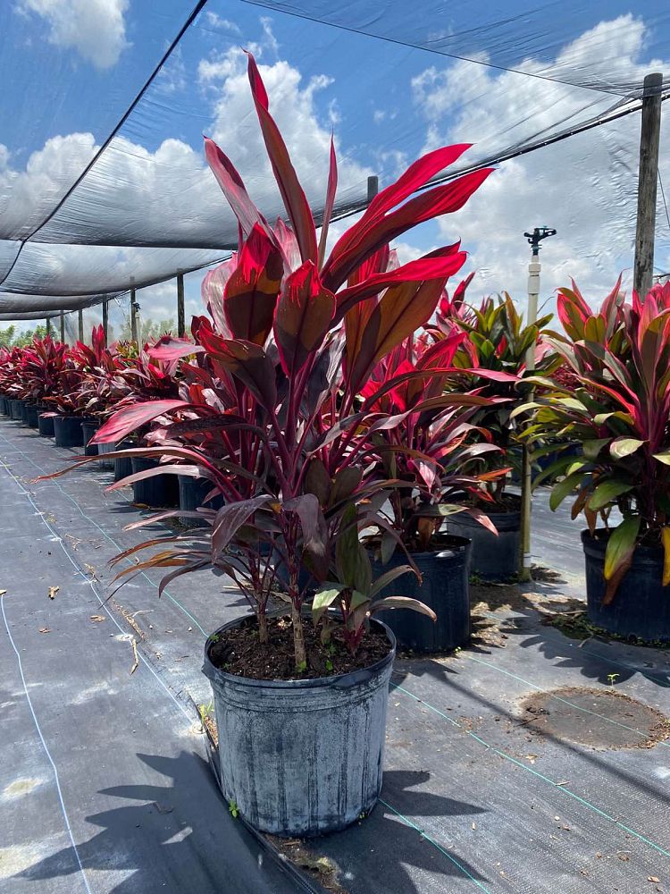 cordyline-fruticosa-red-sister-ti-plant-cordyline-terminalis-dracaena-terminalis