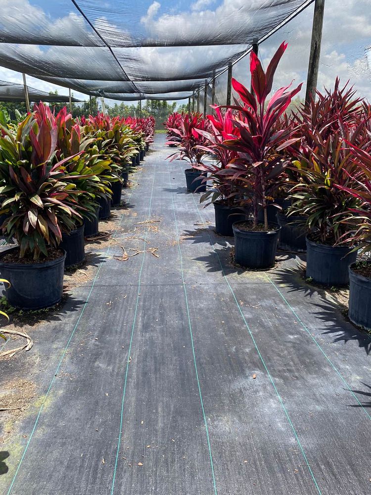 cordyline-fruticosa-red-sister-ti-plant-cordyline-terminalis-dracaena-terminalis