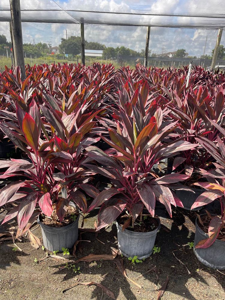 cordyline-fruticosa-red-sister-ti-plant-cordyline-terminalis-dracaena-terminalis