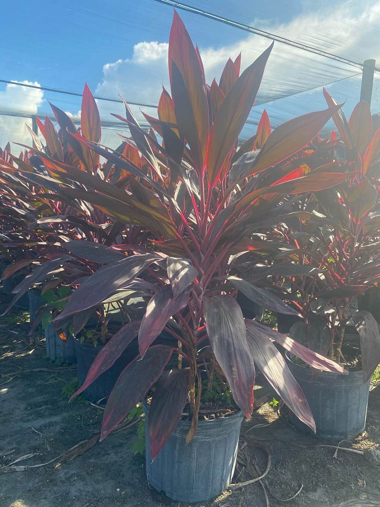 cordyline-fruticosa-red-sister-ti-plant-cordyline-terminalis-dracaena-terminalis