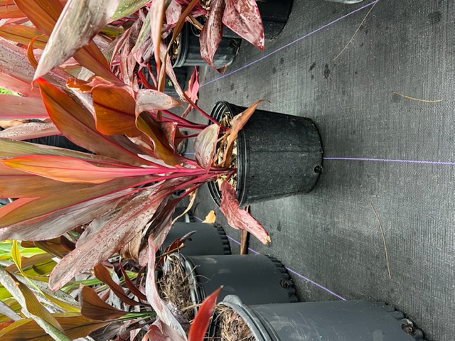 cordyline-fruticosa-red-sister-ti-plant-cordyline-terminalis-dracaena-terminalis