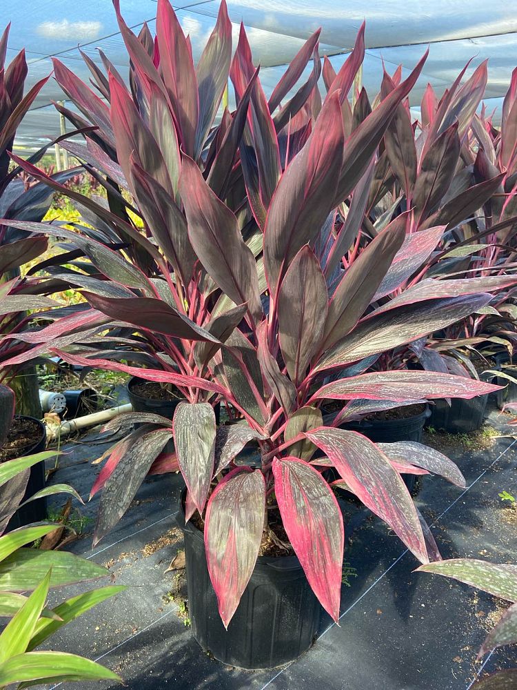 cordyline-fruticosa-red-sister-ti-plant-cordyline-terminalis-dracaena-terminalis