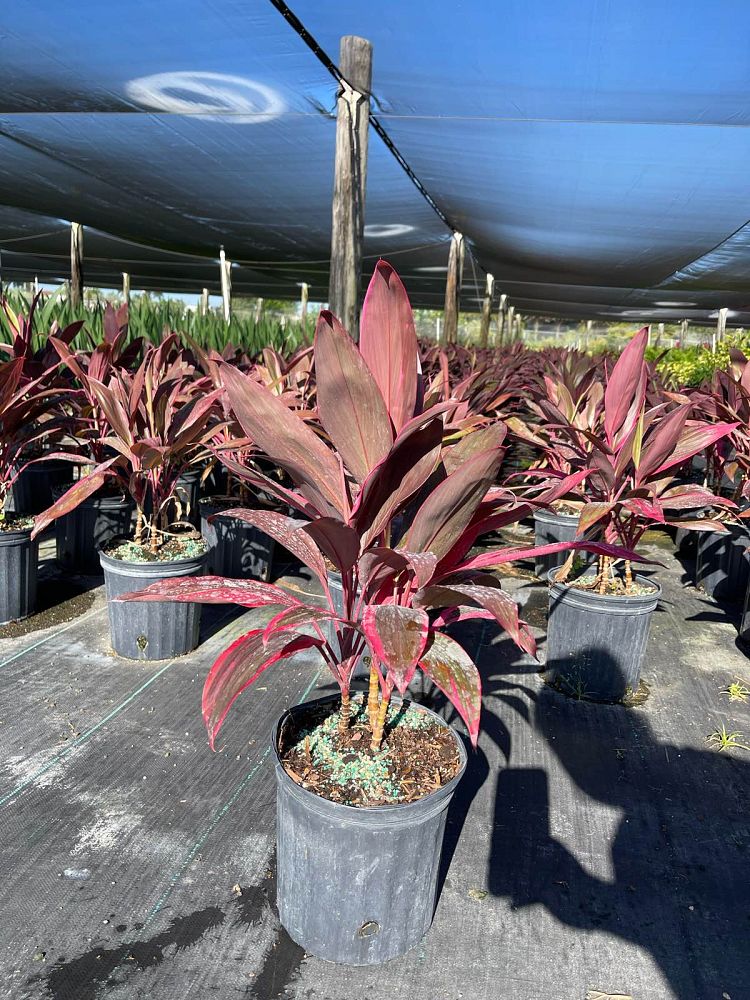 cordyline-fruticosa-red-sister-ti-plant-cordyline-terminalis-dracaena-terminalis